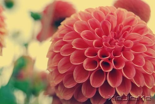 早安心语:心若没有栖息的地方,到哪里都是在流浪 (5)